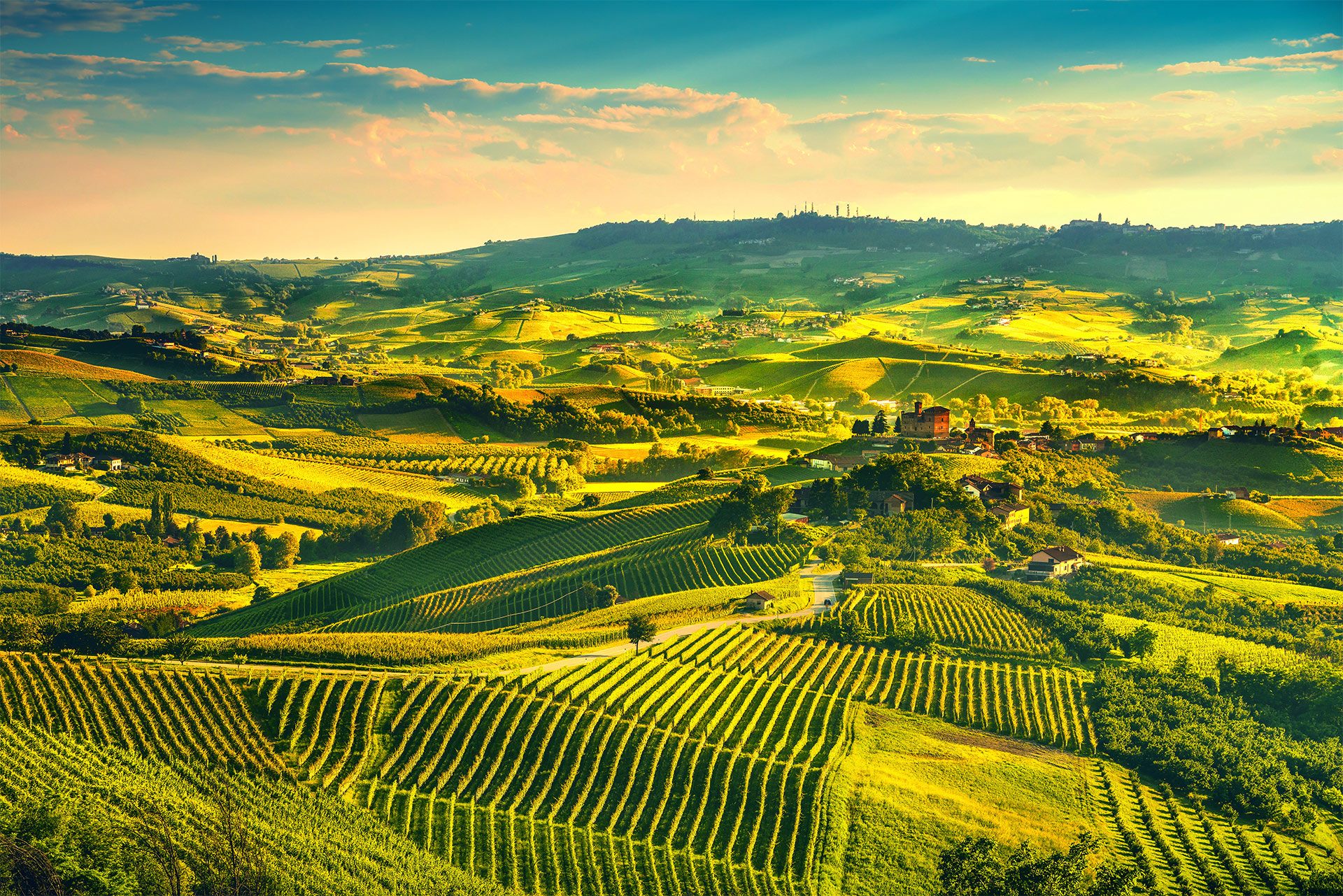 Vineyard
